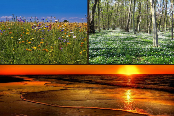 A flower field, a forest, and a beach