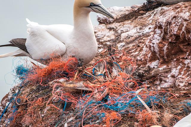 Bird tangled in a safety net