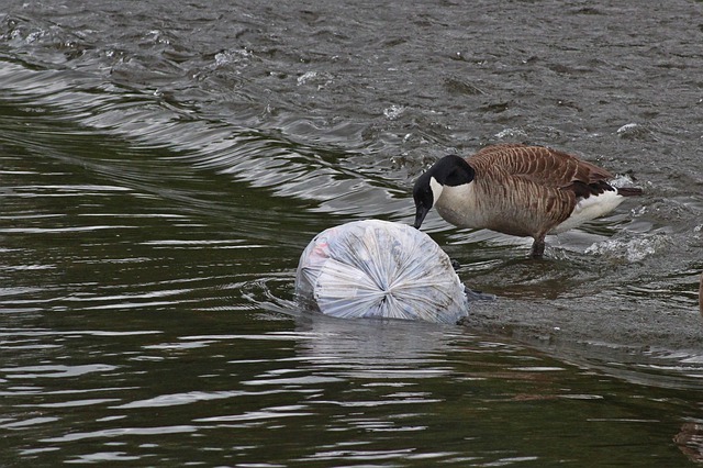 A goose sniffing some garbage in the water