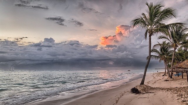 A beach with palm trees