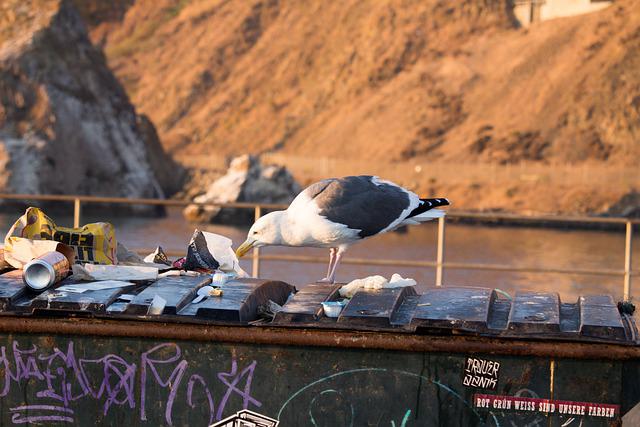 A seagull smelling some garbage