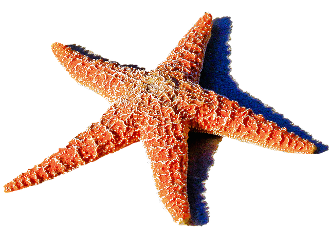 Starfish